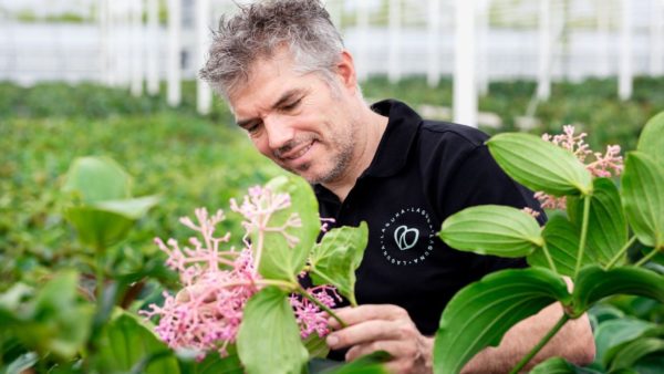 Ron de Bakker - Laguna Plants - Növények - Wateringen - Hollandia