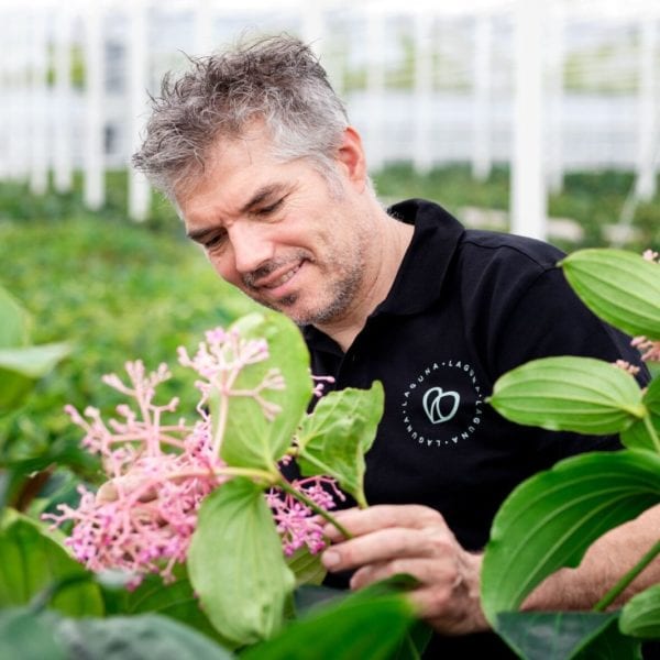 Ron de Bakker - Laguna Plants - Plantas - Wateringen - Países Bajos