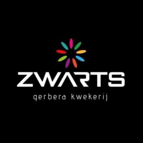 Simon Zwarts - Zwarts Gerberas - Fleurs - Mijdrecht - Pays-Bas