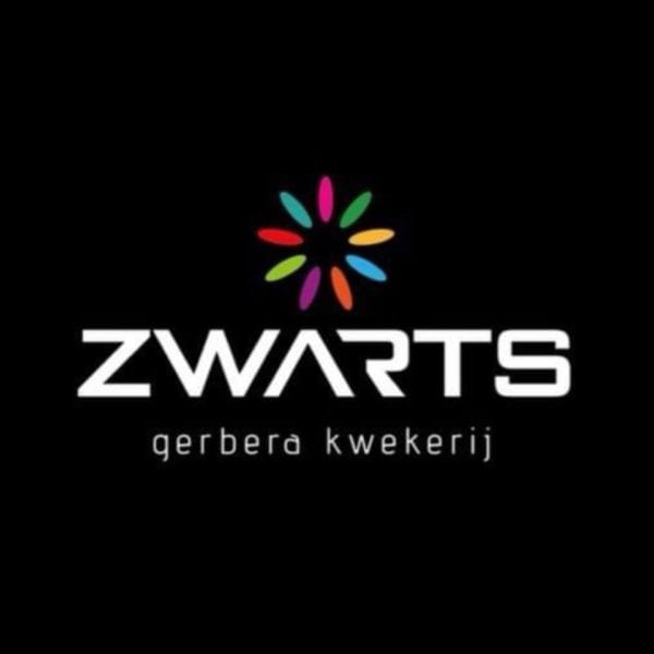 Simon Zwarts - Zwarts Gerberas - Flores - Mijdrecht - Países Bajos