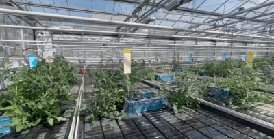 Proeftuin Ron Peters - Tomatoes - The first virus fighting company
