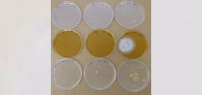 Controlling algae, bacteria and fungi with ultrasonic transmitters