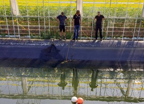 Le producteur de tomates lutte avec succès contre les algues, les bactéries et le biofilm.