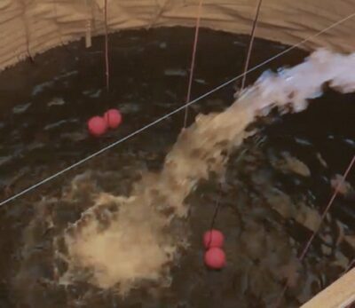Recordscores Pythium en Fusarium tenietgedaan door Ultramins