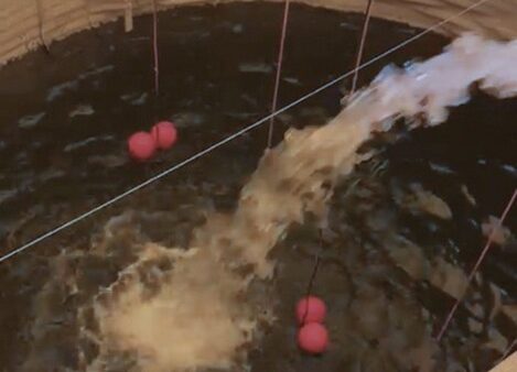 Recordscores Pythium en Fusarium tenietgedaan door Ultramins