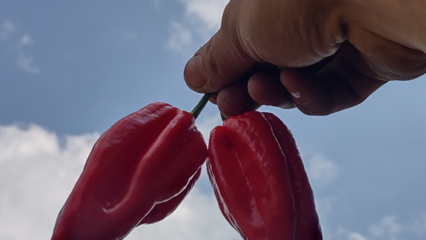 Joost Luijk – Hot Pepper King – Pepers – Nederland