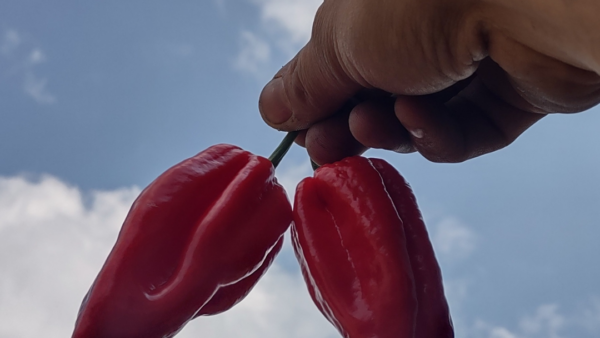 Joost Luijk - König der scharfen Paprika - Paprika - Niederlande