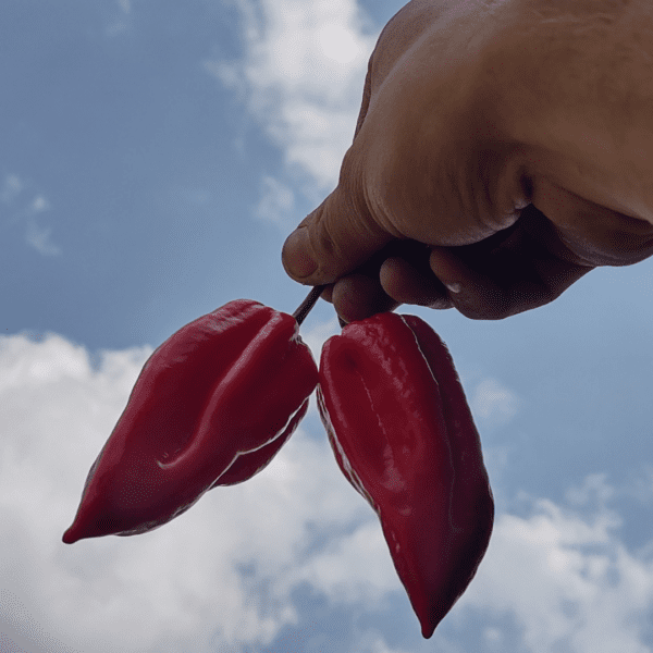 Joost Luijk - Hot Pepper King - Pimentos - Países Baixos