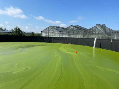 Robin van Dijk - The Mastergrowers - Plants - Netherlands