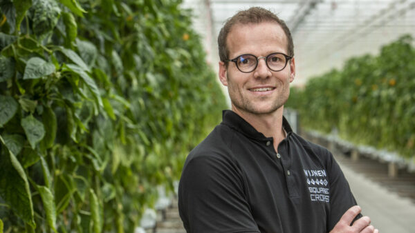 Koen Saris - Wijnen Square Crops - poivron/concombre - Harvest House - Grubbenvorst - Pays-Bas