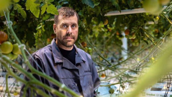 Sven Sigg - Patrik Sigg - Tomatoes - Närpes, Finlandiya