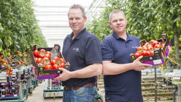 Theo van der Kaaij - Vivero Kaaij - Tomates de vid - Berlikum - Países Bajos