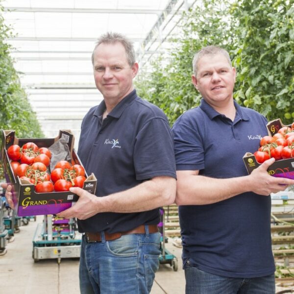 Theo van der Kaaij - Baumschule Kaaij - Strauchtomaten - Berlikum - Niederlande