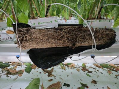 Florian Locher – Fresh Venture Farms - Paprika's - Canada