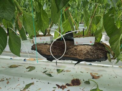 Florian Locher – Fresh Venture Farms - Paprika's - Canada