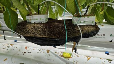 Florian Locher – Fresh Venture Farms - Paprika's - Canada