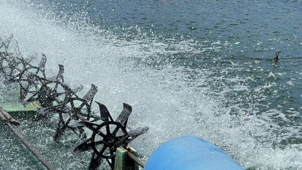 Shrimp basins