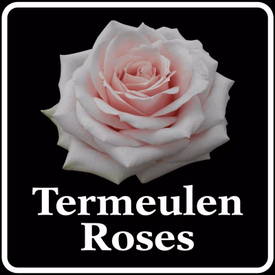 Termeulen Roses - Bram Termeulen - Roses - Países Bajos