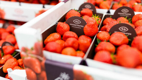 Janczura-Grzegorz Janczura - Fraises - Coopérative Hoogstraten - Belgique