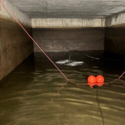 Olbrechts BV - Jeroen Olbrechts - Snoeptomaten - België